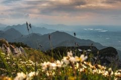 Flora in den Alpen mit Weitblick