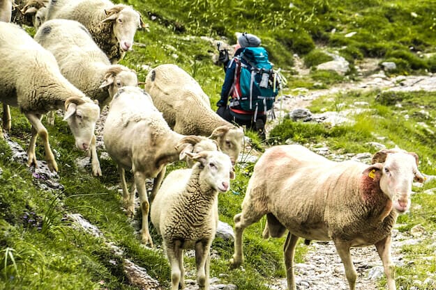 Schafe in den Bergen